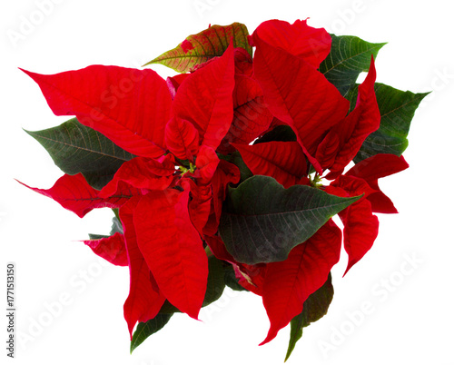 red poinsettia flower -  christmas star