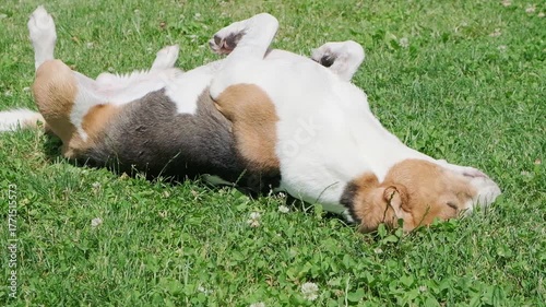 Wide shot of a playful 10-year-old senior Beagle dog rolling onto its back and stretching its legs on a patch of bright green grass and clover under the sun.