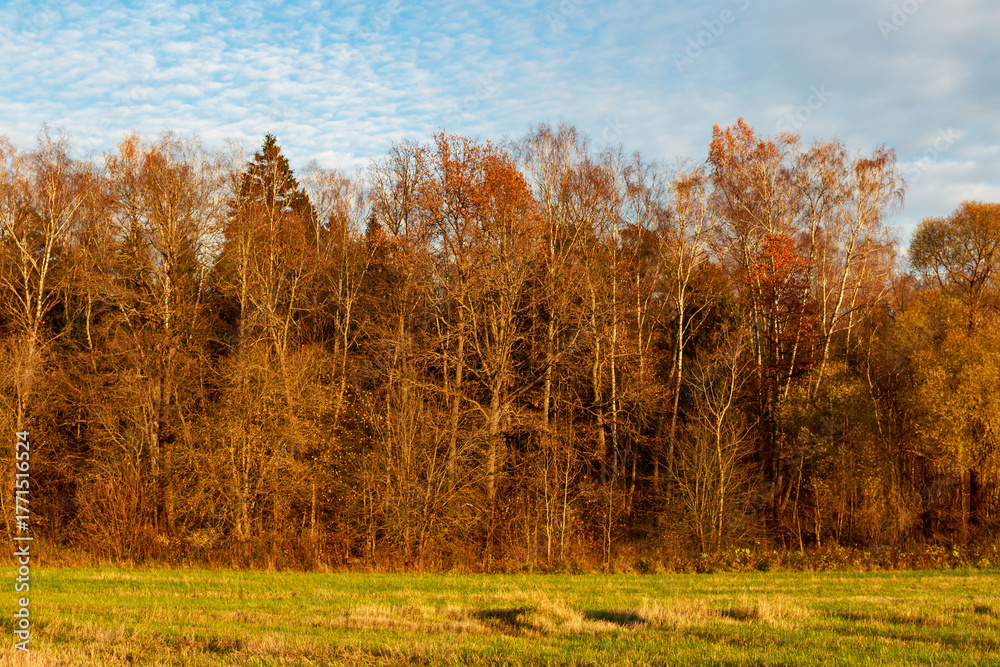 Fototapeta premium Golden autumn forest with bare birch trees bathed in warm sunset light, bordering a serene green field under a clear sky