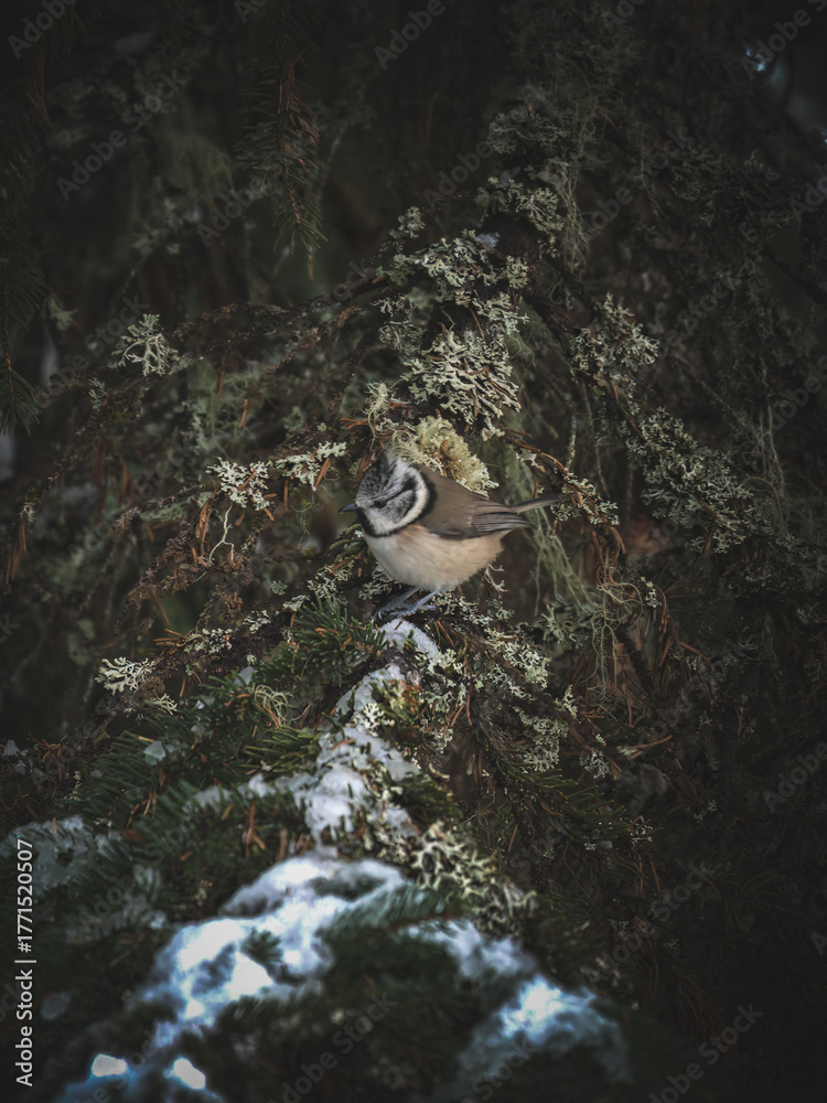 Obraz premium a crested tit perched on a twig from a spruce at a cold autumn day with fresh snow