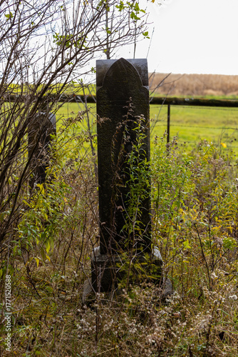 Vertical image of an old marble headstone in a graveyard with biological growth in an old unkempt cemetery.  