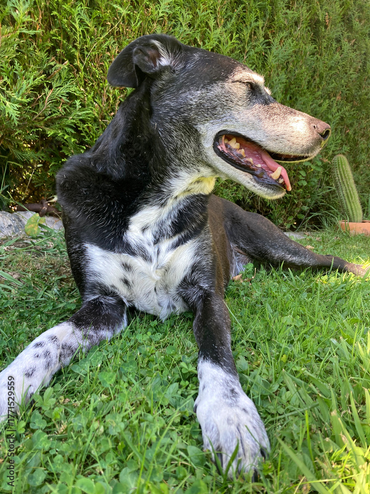 Fototapeta premium perro negro con manchas de dalmata sentado en el jardín tranquilo IMG_3115-as25