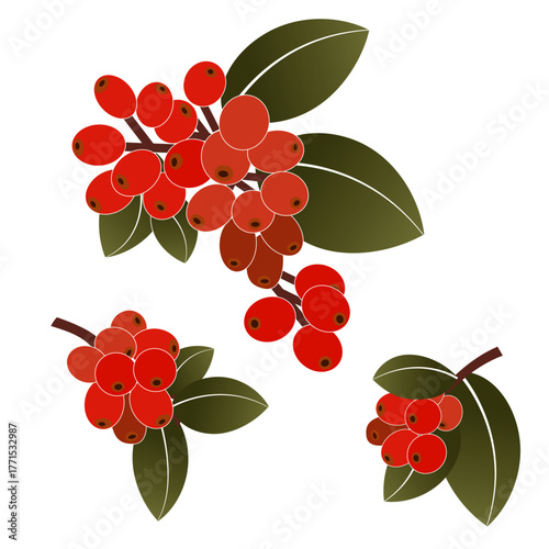 coffee-plant-botanical-illustration-vector.ai