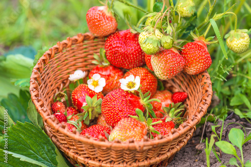 Fresh strawberries in a wicker basket in organic garden
