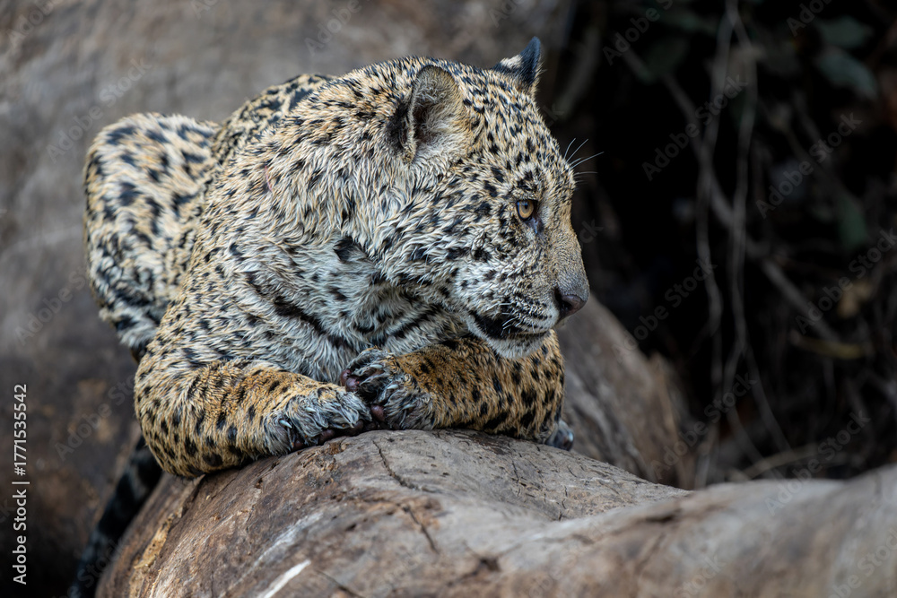 Fototapeta premium Jaguar (Panthera onca) looking for food in the wetlands of the Northern Pantanal in Mata Grosso in Brazil