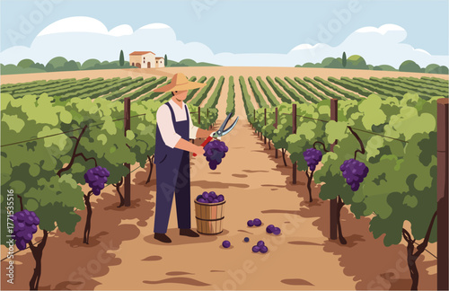 Grape harvesting event in vineyard farmer collecting grapes agricultural landscape sunny environment aerial view