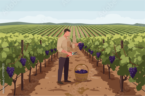 Harvesting grapes vineyard agriculture rural landscape farming techniques for wine production
