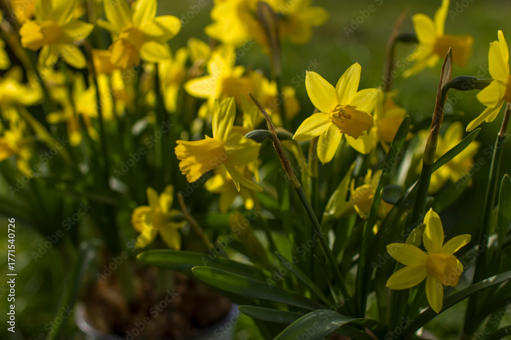 Fototapeta premium the daffodil, Narcissus pseudonarcissus, yellow narcissus flowers in a park, springtime