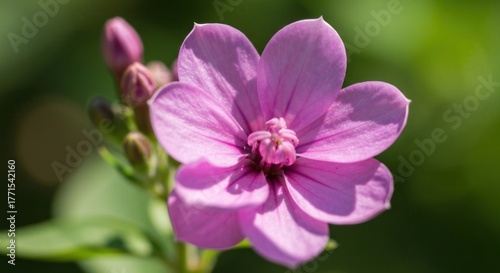 Close-up of a delicate, vibrant pink flower