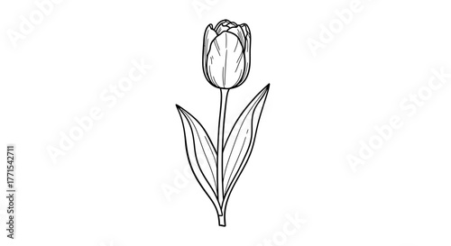 Hand drawn tulip flower for design element