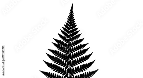 Black fern leaf silhouette for design element