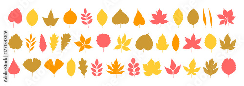 Big set of autumn leaves in yellow, red, green, and orange colors. Fall background, foliage of maple, birch, oak, poplar, acacia, and others isolated on white. Silhouette icons. Vector illustration