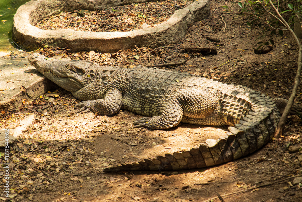 Fototapeta premium crocodile lies in the shade near the water as a background.
