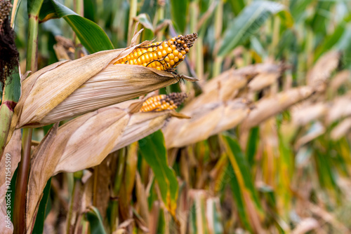 Wallpaper Mural Close-up of ripe corn on the stalk with dried husks, surrounded by a field of corn plants Torontodigital.ca