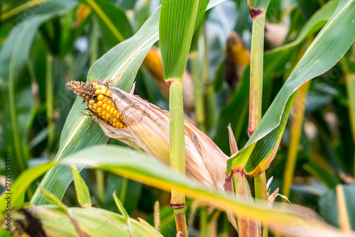 Wallpaper Mural Close-up of ripe corn on the stalk with dried husks, surrounded by a field of corn plants Torontodigital.ca