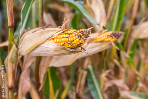 Wallpaper Mural Close-up of ripe corn on the stalk with dried husks, surrounded by a field of corn plants Torontodigital.ca