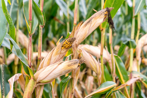 Wallpaper Mural Close-up of ripe corn on the stalk with dried husks, surrounded by a field of corn plants Torontodigital.ca