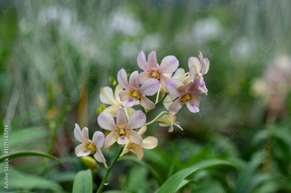 Fototapeta premium Delicate Dendrobium orchid cluster with pastel petals, perfect for garden catalogues, eco lifestyle visuals, or floral product packaging.