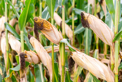 Wallpaper Mural Close-up of ripe corn on the stalk with dried husks, surrounded by a field of corn plants Torontodigital.ca