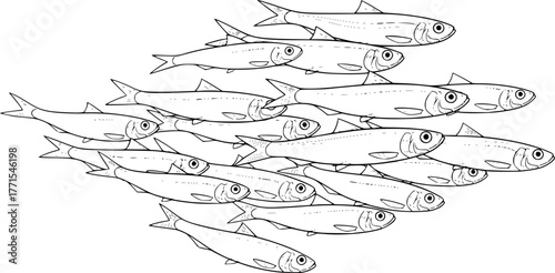 Anchovies Drawing – Black and White Vector Illustration, Small Fish, Herring Family, Seafood, Marine Life, School of Fish, Outline Sketch, Line Art, Minimal Design, Editable Vector.