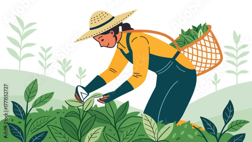 Woman harvesting tea leaves in a field with a basket