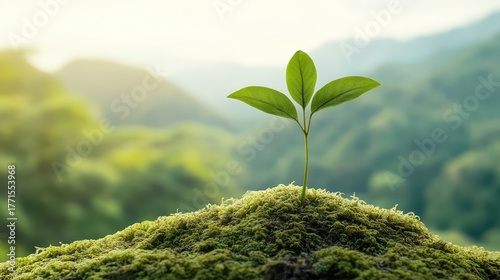 A young plant with green leaves emerges from mossy ground, surrounded by a soft, blurred forest landscape and distant hills under gentle sunlight.