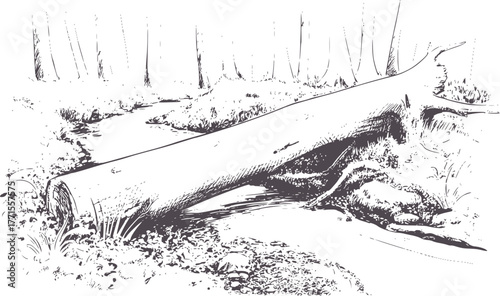 Fallen log bridging a forest stream with detailed sketch