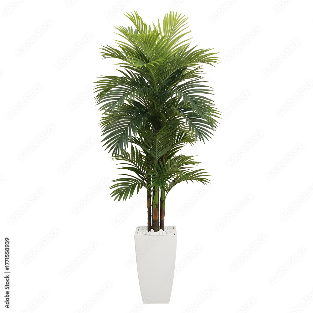 Obraz premium Tall green palm tree in a white pot isolated on transparent background