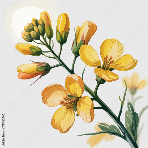 Close up watercolor painting of yellow rapeseed flowers on a white background