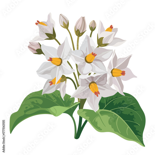 Delicate white potato flowers with green leaves isolated on white background