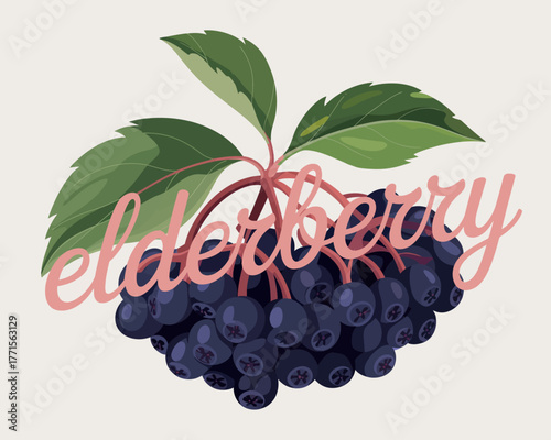 Freshly picked elderberries with green leaves and handwritten text