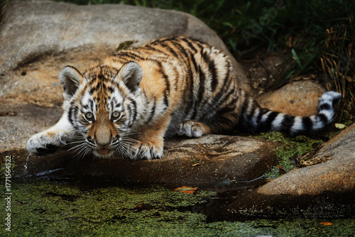 Siberian tiger (Panthera tigris altaica) detail portrait