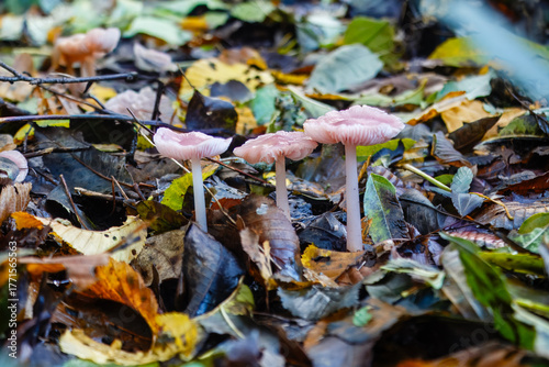 Three rosy bonnet mushrooms on the forest floor in Gobions Nature reserve, England 