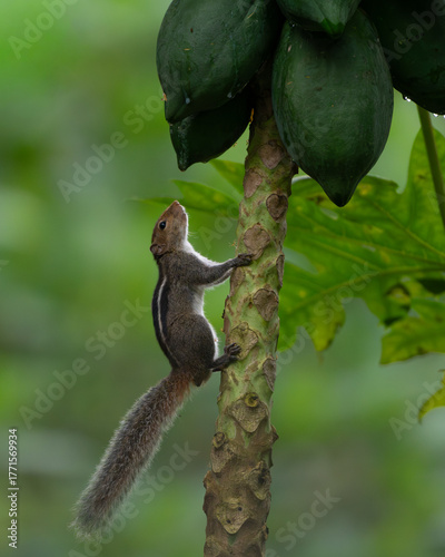 Indian palm squirrel perched on a papaya tree and inspecting the fruits