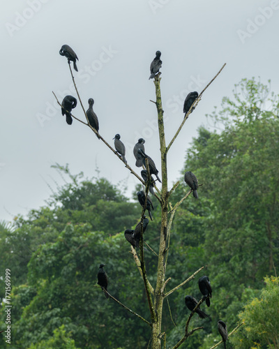 Large flock of Indian cormorants perched and preening on a bare tree