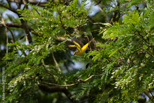 Female Orange minivet taking flight from a perch amongst dense foliage