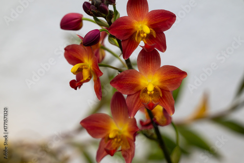 Colorful Ground orchids in full bloom in the garden