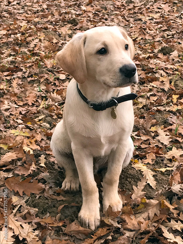 Yellow Labrador pup and autumn leaves