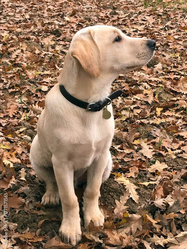 Yellow Labrador puppy and leaves