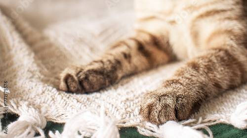 cat’s paws resting on a soft woven blanket