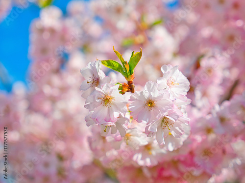 Canvas-taulu Close-up of pink flowers on a tree