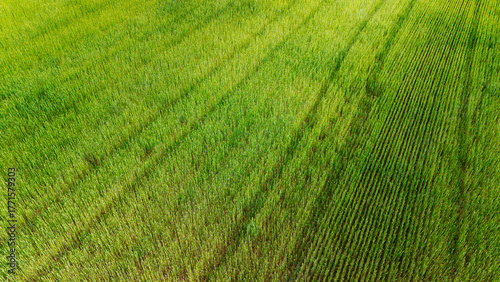Aerial View of Lush Green Field with Crop Rows
