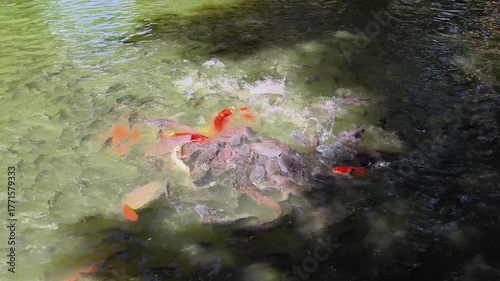 Large catfish and colorful koi feed separately in a calm natural pond