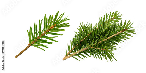 pine tree branch isolated on white 