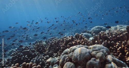 Corals with school of fish underwater in blue ocean