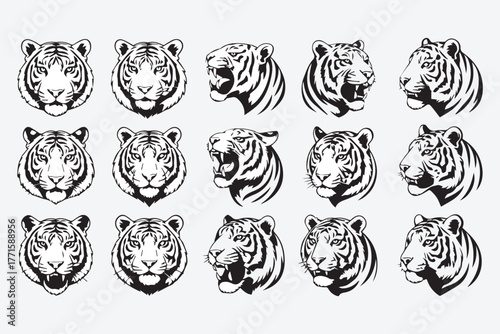 Collection of fierce tiger head portraits diverse expressions and detailed artistic rendering for wildlife enthusiasts