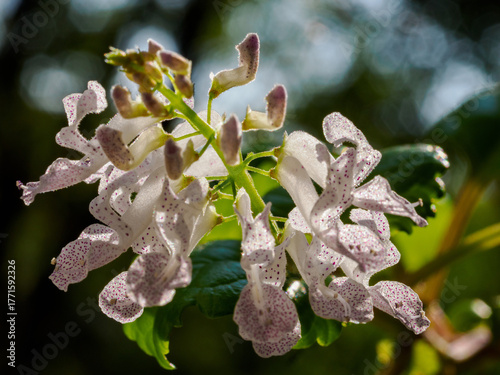 Flowers of plectranthus verticillatus, aka Swedish ivy