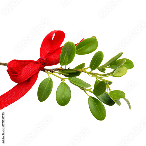 red rose isolated on white