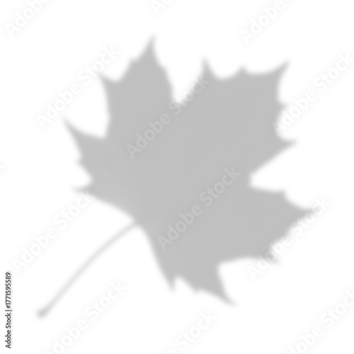 Cuadro en lienzo Large Soft Maple Leaf Shadow with Stem Overlay