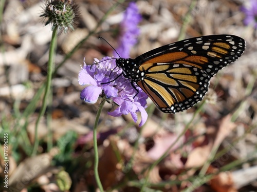 Canvas-taulu Close-up of Monarch Butterfly (Danaus plexippus) Feeding on Purple Flower in Aut